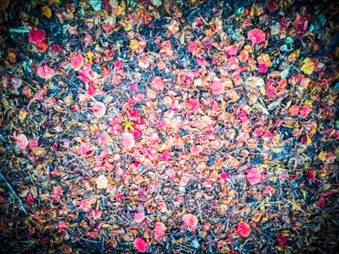 Focusing of fallen  flowers Stock Photos