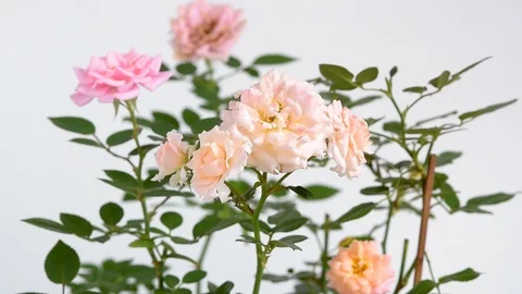 Focusing / focus tracking rose flowers on a white background, loopable seamless Stock Footage 86693323