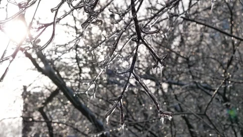 Focusing on Frozen Tree Branches Sparkling in Bright Winter Sun Stock Footage 326667758