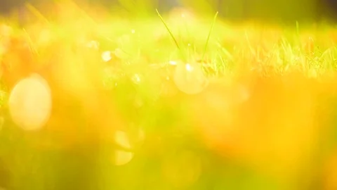 Focusing grass background. Autum leaves. Stock Footage 81054863