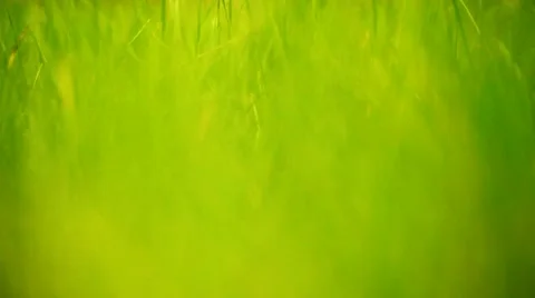 Focusing in Grass Video stock 10907545