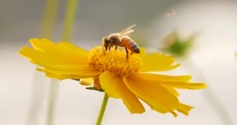 Focusing honey bee collecting nectar on a Golden wave flower 库存影片 162580419