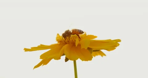Focusing honey bee is collecting nectar on a Golden wave flower 库存影片 162581112