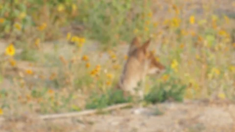 Focusing on the jackal Stock Footage 90966699