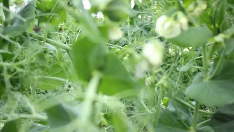 Focusing on leaves of pee plants Video stock 11309396