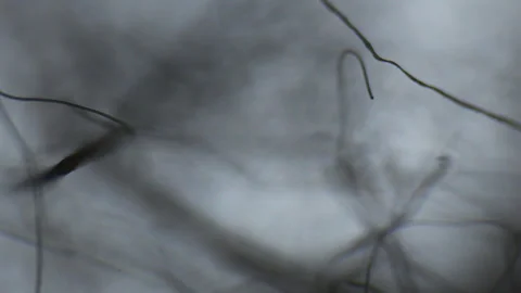 Focusing lint filaments and threads through an optical microscope Stock Footage 331741416