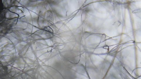 Focusing on lint threads through a microscope Stock Footage 331531465