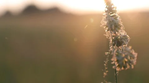 Focusing from macro grass shot to whole meadow in the background. Stock Footage 117044452