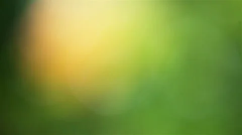 Focusing in on maple leaves Video stock 5043787