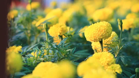 Focusing of marigold garden Stock Footage 23942061