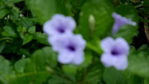 Focusing on Mexican petunia Stock Footage 123418379