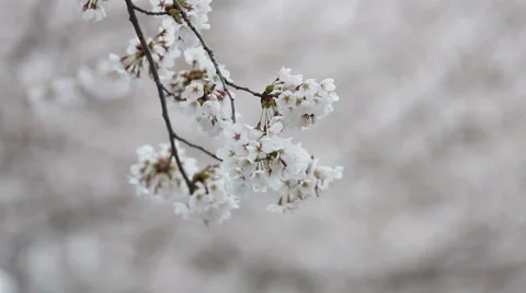 Focusing on pink cherry blossoms in spring Stock Footage 51667035