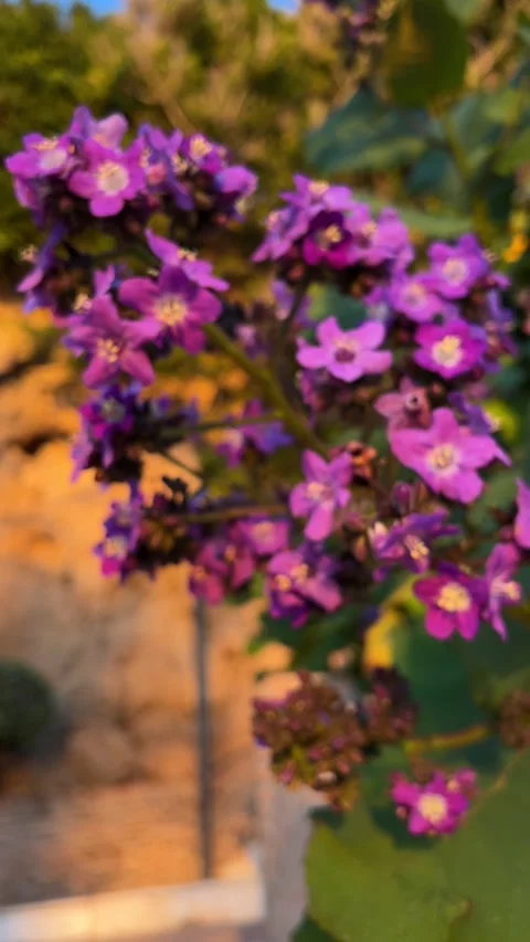 Focusing on pink flowers in sunrise light in Torremolinos, Spain. Vertical video Stock Footage 240921533