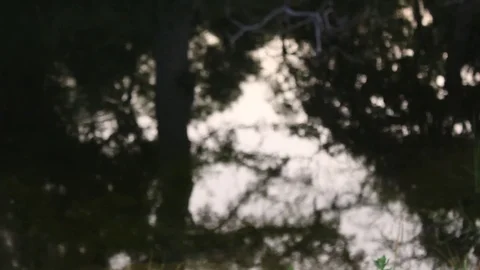 Focusing on the pond Video stock 79664081