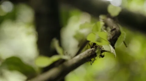 Focusing a row of ants Stock Footage 52423893