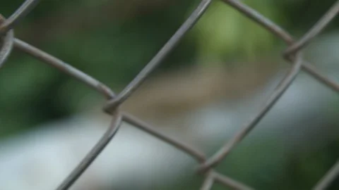 Focusing shot of iguana lizard through wired fence, Tortuguero, Costa Rica Stock-Footage 141246938