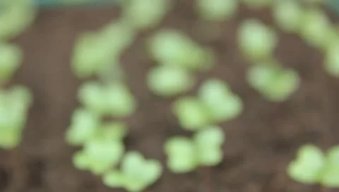 Focusing on small plants Video stock 11344740