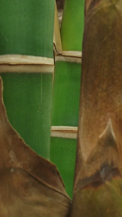 Focusing some green bamboo stalks. 動画素材 330611733