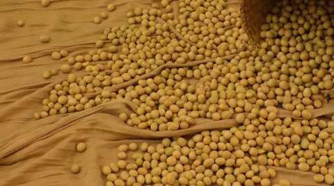 Focusing soybeans in a farm Stock Footage 68395461