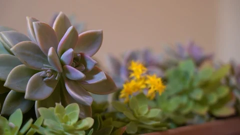 Focusing the succulent plant Stock Footage 125881362