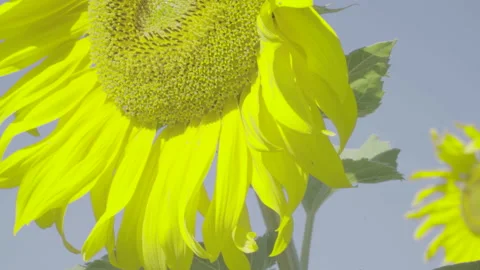 Focusing from sunflower to sunflower Stock Footage 166691304