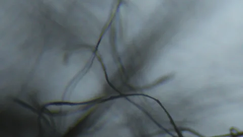 Focusing on threads seen with an optical microscope Stock Footage 331772015