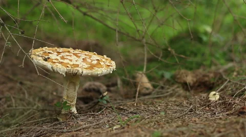 Focusing a Toxic Mushroom Stock Footage 41455780