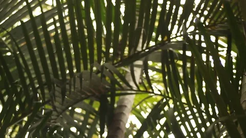 Focusing Tree Stock-Footage 75950681