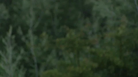 FOCUSING TREES WHILE RAINING Stock Footage 94759685