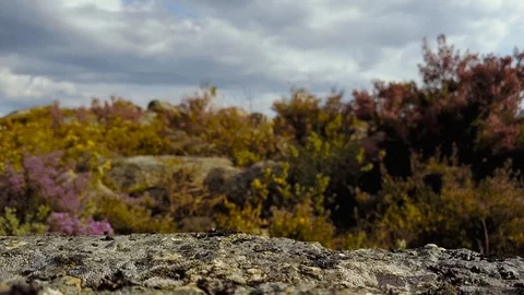 FOCUSING THE VEGETATION Stock Footage 105544234