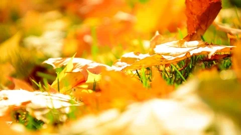 Focusing yellow maple leaves fallen on ground in autumn. Stock Footage 82677877