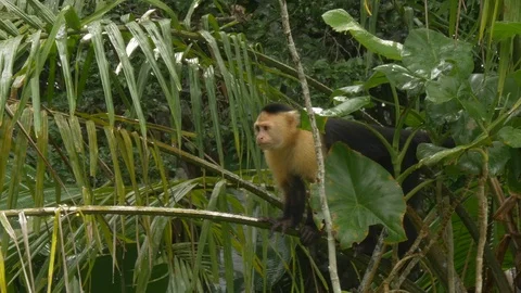 Focusn On Panamanian monkey, beautiful specimen Stock Footage 107725828