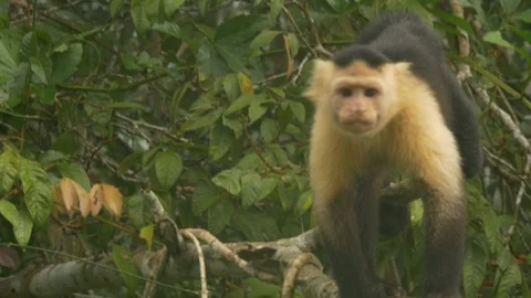 Focusn On Panamanian monkey, beautiful specimen Stock Footage 107739766