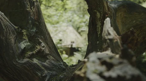 Focuspull from a dead tree towards a small loggers cabinet in a forrest. Video stock 63224900