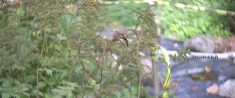 FocusRoll Plant Caution Tape Stock Footage 217519518
