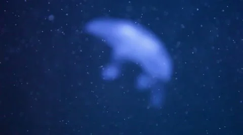 Focusshift on Jellyfish Stock Footage 8947130
