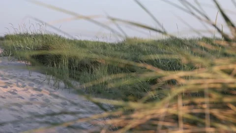 Focussing on marram grass Stock Footage 218265014