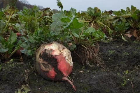 Fodder beet, gnawed by rabbits Foto stock