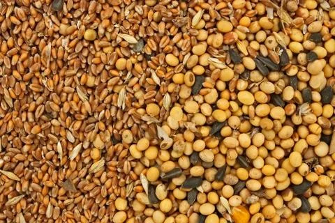 Fodder blends for domestic animals Foto stock