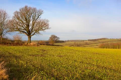 Fodder crops and countryside Stock Photos