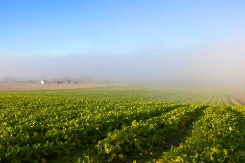 Fodder crops and mist Stock Photos