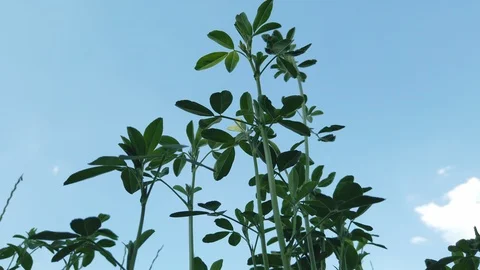 Fodder field (close up on alfalfa) Stock Footage 111874286
