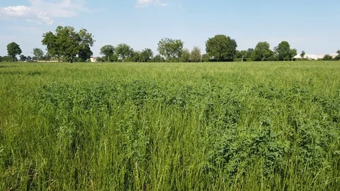 Fodder field Video stock 111874280