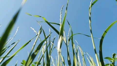 Fodder field, the sky over alfalfa Stock Footage 111836940