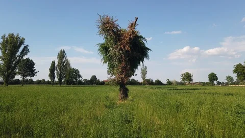 Fodder field with a tree Stock Footage 111874276