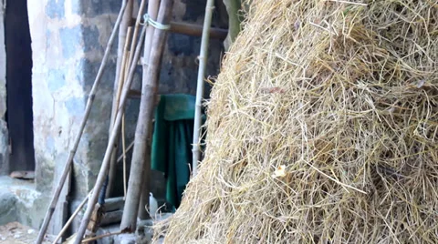 Fodder Stock Footage 32499895