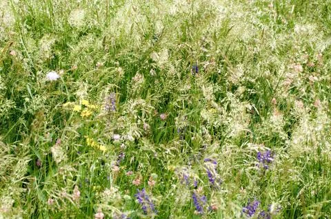 Fodder meadow Foto stock