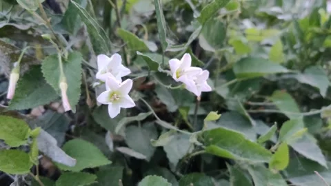 Fodder radish plants with white flowers 库存影片 272142397