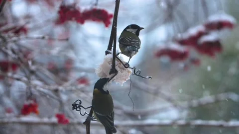 Fodder of tits and sparrows in winter Stock Footage 101462099