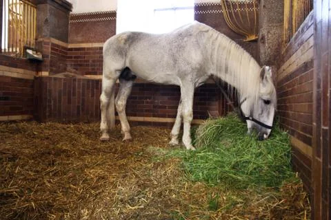 Fodder white horses in stable Stock Photos